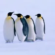 Penguin Sounds