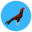 程序图标：Indian Hens