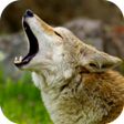 Иконка программы: Coyote Sounds