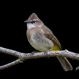 Programın simgesi: Appp.io - Bulbul bird sou…
