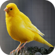 Biểu tượng của chương trình: Canary Bird Belgian Corne…