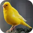 Canary Bird Belgian Corners