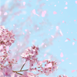 程序图标：舞い上がる桜 ライブ壁紙