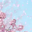 舞い上がる桜 ライブ壁紙