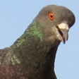 プログラムのアイコン: Birds attack