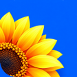 Иконка программы: PixOrg: Smart AI Photo Ga…