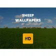 Sheep Wallpaper HD New Tab Theme