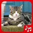 プログラムのアイコン：Cat sounds tones and SMS.