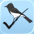 Programikonen: Birdathon