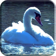 プログラムのアイコン：Swans Video Wallpaper