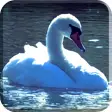Swans Video Wallpaper