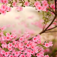 Icon of program: Spring Flowers Live Wallp…
