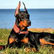 プログラムのアイコン：Doberman Dog Wallpaper HD
