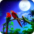 Parrot HD Wallpaper