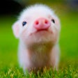 程序图标：Mini Pig Wallpapers