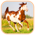プログラムのアイコン：Horse Wallpapers