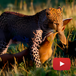 プログラムのアイコン：Wild Animals - Documentar…