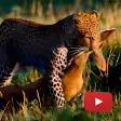 Wild Animals - Documentary Online