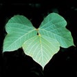 Ikon program: Invasives in Southern For…