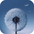 أيقونة البرنامج: Dandelion Live Wallpaper