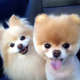 程序图标：Pomeranian Dog Wallpapers…