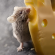プログラムのアイコン：Talking Rat