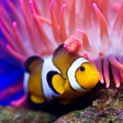 程序图标：Ocean Fish Live Wallpaper