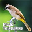 Icon of program: Kicau Burung Trucukan Off…