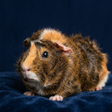 Ikona programu: Guinea Pig sounds
