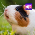 أيقونة البرنامج: Guinea Pig sounds