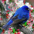 程序图标：Bird Wallpapers