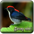 Ikon program: Suara Burung Cabai Pikat …