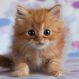 プログラムのアイコン：Cute Kittens Live Wallpap…