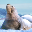 プログラムのアイコン：The Seal Elephant