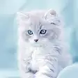 Cute Cats Wallpaper
