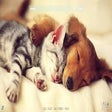 Programikon: Cute Cats Wallpaper