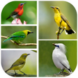 Icon of program: 1000 Kicau Burung Lengkap