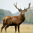 Icon of program: Deer Sounds