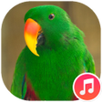 Parrot Sounds