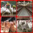程序图标：ways of Livestock Laying …