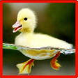 プログラムのアイコン：Little Duck Memory Game