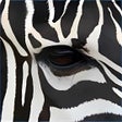 Иконка программы: Wild Eyes PREMIUM
