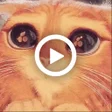 程序图标：Animated stickers memes 2…