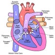 プログラムのアイコン：Peds Cardiology Handbook