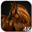 Иконка программы: Horses 4K Video Live Wall…