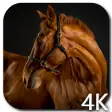 Horses 4K Video Live Wallpaper
