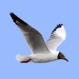 Icon of program: Birds of Europe Field Gui…