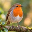 Ícone do programa: Birds of Europe - Field G…