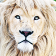 プログラムのアイコン：White Lion Wallpaper