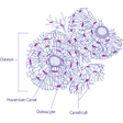 程序图标：Body tissues